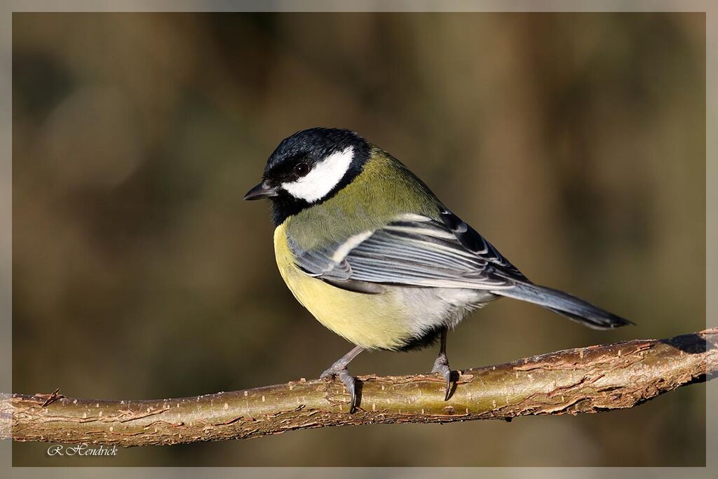 Great Tit