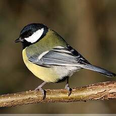 Mésange charbonnière