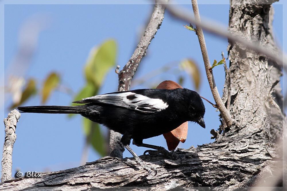 Carp's Tit