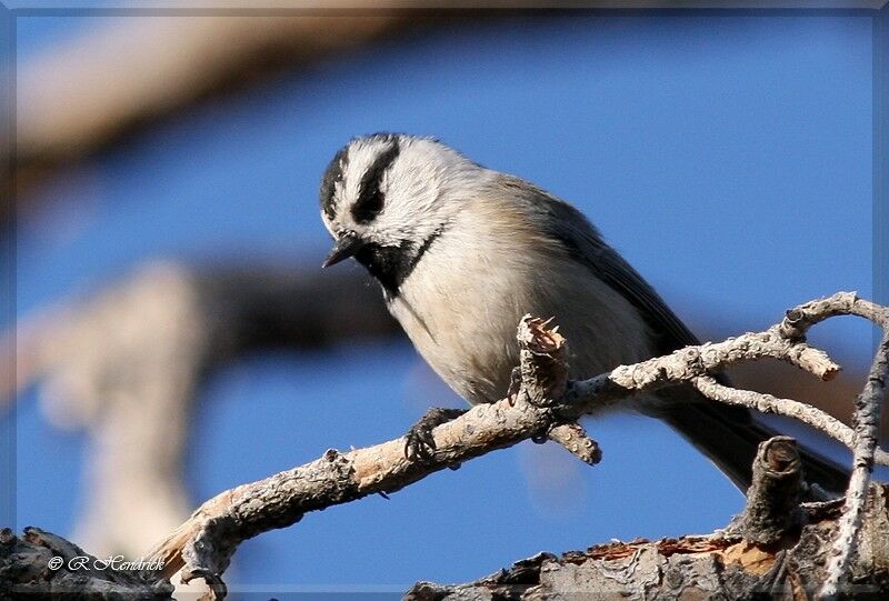 Mésange de Gambel