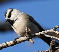 Mountain Chickadee