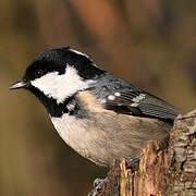 Coal Tit