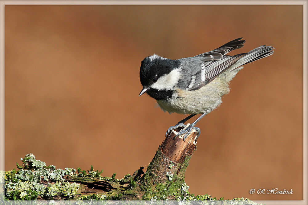 Coal Tit