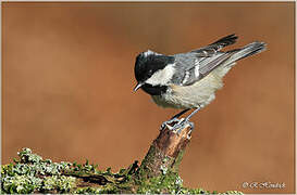 Coal Tit