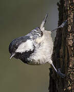 Coal Tit