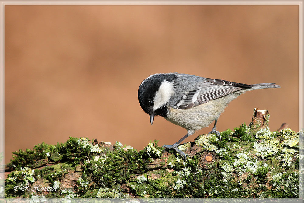 Mésange noire