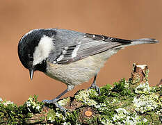 Coal Tit