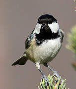 Coal Tit