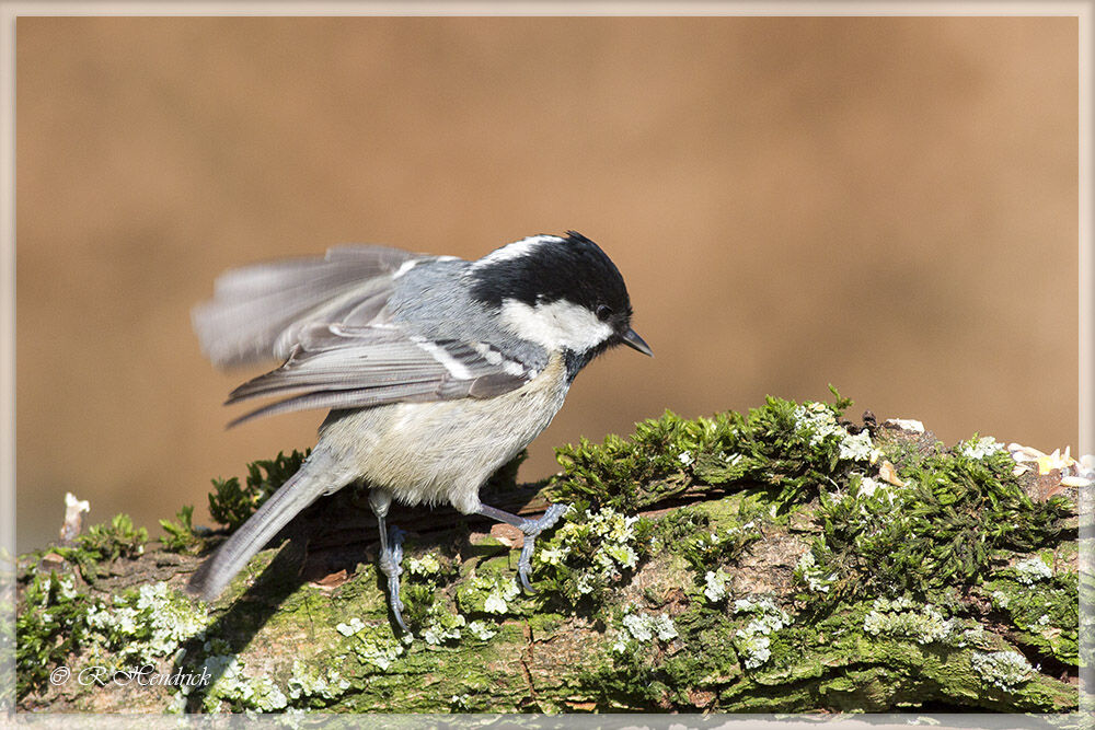 Coal Tit