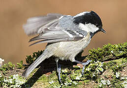 Coal Tit