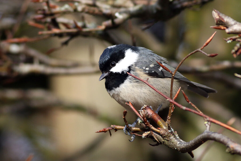 Coal Tit