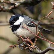 Coal Tit