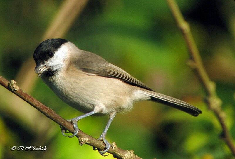 Mésange nonnette