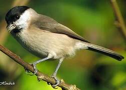 Marsh Tit