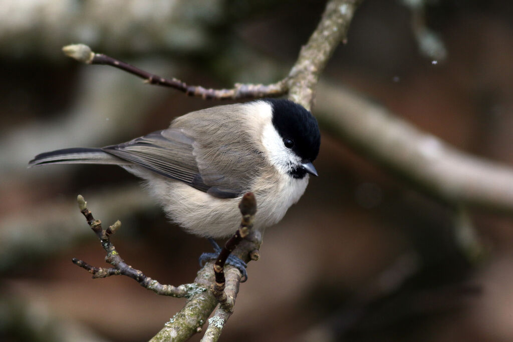 Mésange nonnette