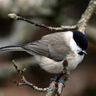 Mésange nonnette