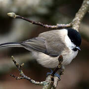 Mésange nonnette