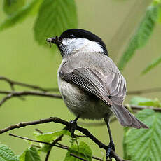 Mésange nonnette
