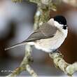 Mésange nonnette