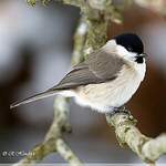 Mésange nonnette
