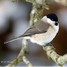 Mésange nonnette