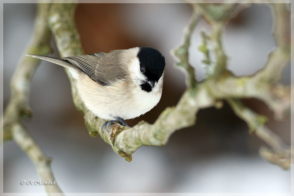 Mésange nonnette