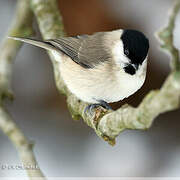 Marsh Tit