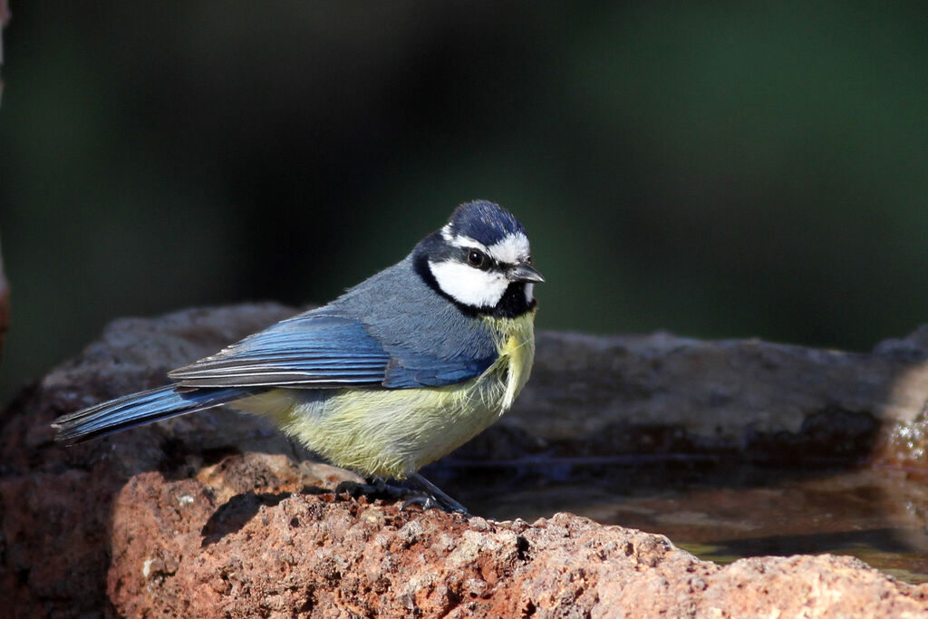 African Blue Tit