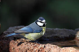 African Blue Tit