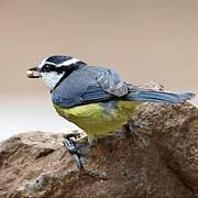 African Blue Tit