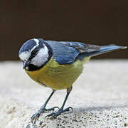 African Blue Tit