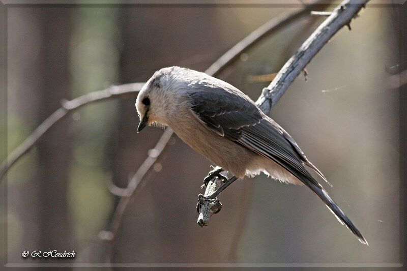 Grey Jay