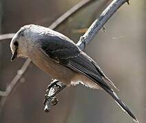 Grey Jay