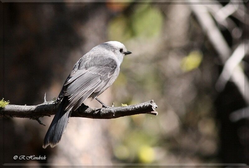 Grey Jay