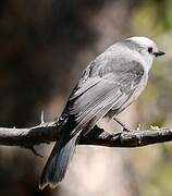 Grey Jay