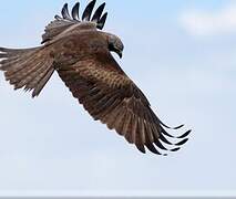 Black Kite