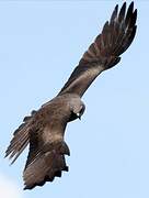 Black Kite