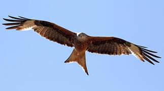 Red Kite