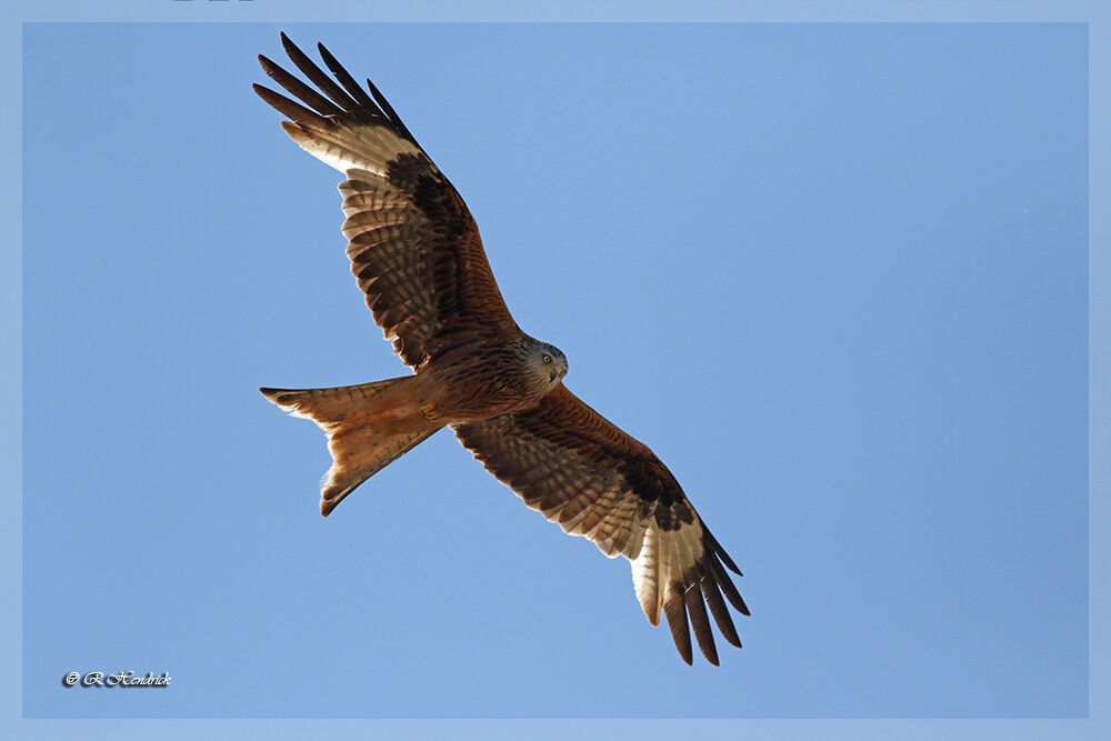 Red Kite