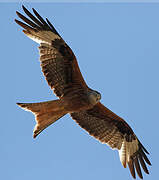 Red Kite