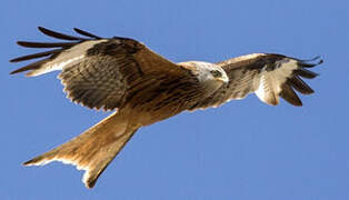 Red Kite