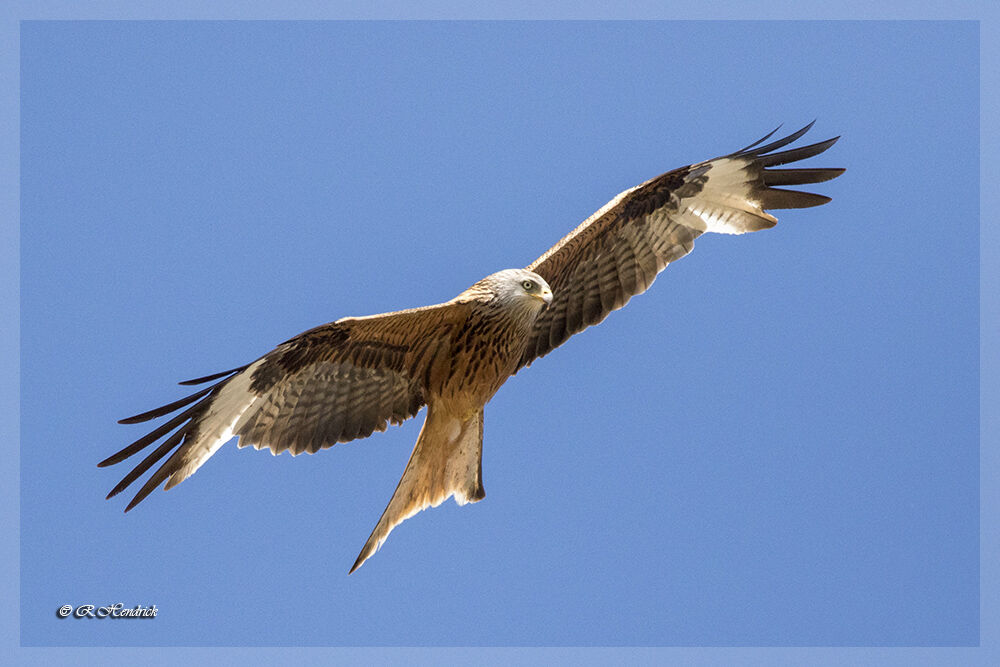 Red Kite