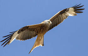 Red Kite