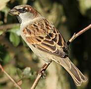 House Sparrow