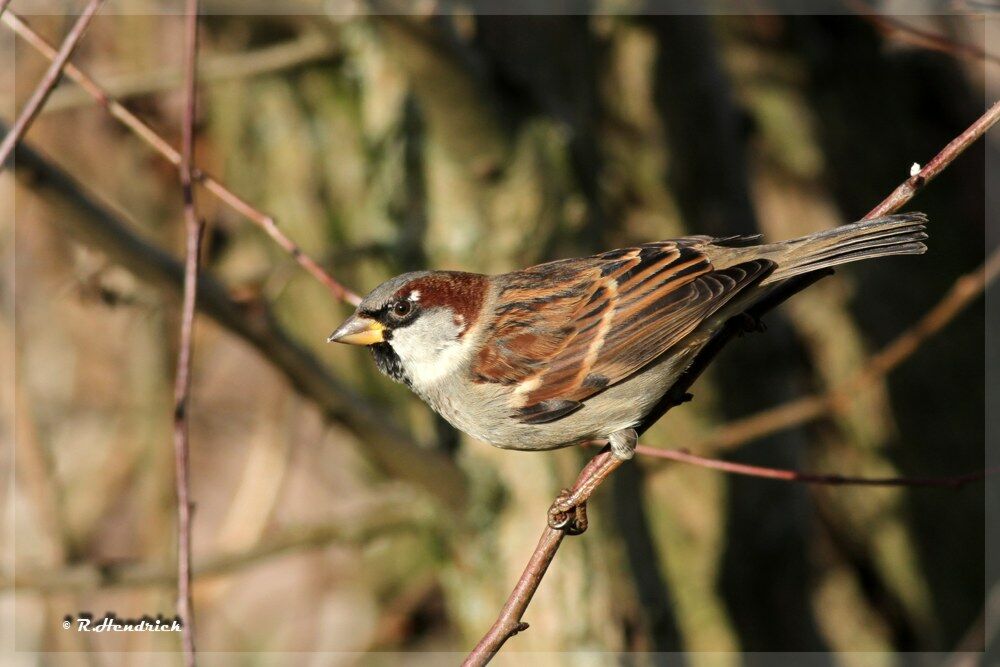 Moineau domestique