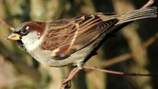 House Sparrow