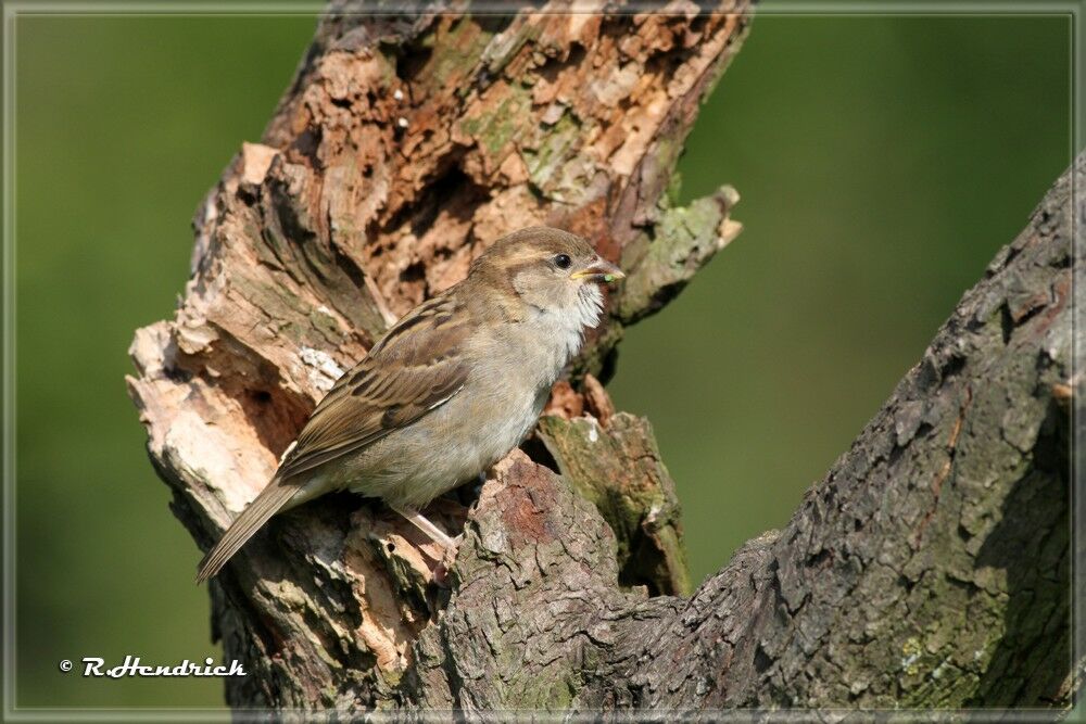 Moineau domestique