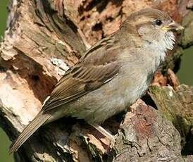 Moineau domestique