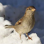 Moineau domestique