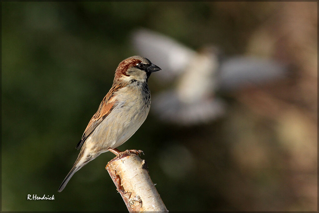 Moineau domestique